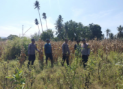 Dukung Ketahanan Pangan, Polsek Ampana Kota Pantau Kesiapan Panen Jagung di Desa Sumoli