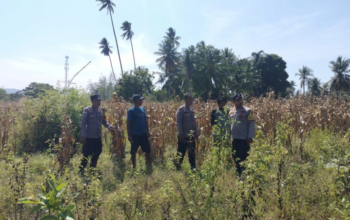 Dukung Ketahanan Pangan, Polsek Ampana Kota Pantau Kesiapan Panen Jagung di Desa Sumoli