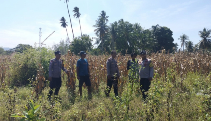 Dukung Ketahanan Pangan, Polsek Ampana Kota Pantau Kesiapan Panen Jagung di Desa Sumoli
