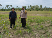 Polsek Ampana Tete dan Ampana Kota Dukung Ketahanan Pangan Lewat Penanaman Jagung