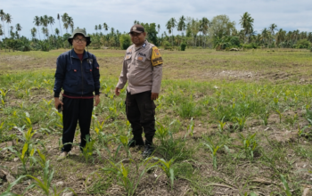 Polsek Ampana Tete dan Ampana Kota Dukung Ketahanan Pangan Lewat Penanaman Jagung