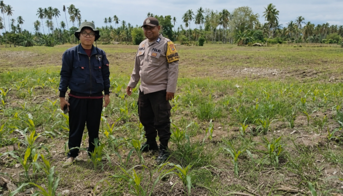 Polsek Ampana Tete dan Ampana Kota Dukung Ketahanan Pangan Lewat Penanaman Jagung