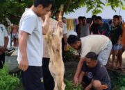 Semangat Berbagi Idul Adha, Lapas Ampana Kembali Laksanakan Penyembelihan Hewan Qurban Untuk WBP