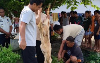 Semangat Berbagi Idul Adha, Lapas Ampana Kembali Laksanakan Penyembelihan Hewan Qurban Untuk WBP