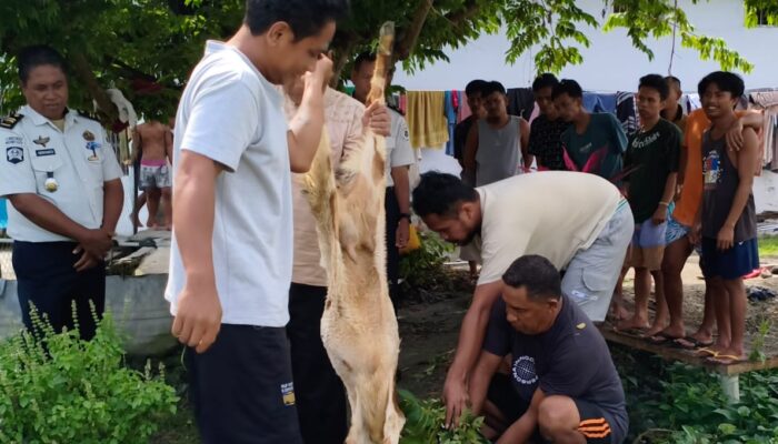 Semangat Berbagi Idul Adha, Lapas Ampana Kembali Laksanakan Penyembelihan Hewan Qurban Untuk WBP