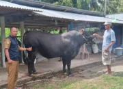 Touna Terima Bantuan Sapi Kurban 800 Kg dari Presiden Prabowo