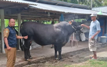 Touna Terima Bantuan Sapi Kurban 800 Kg dari Presiden Prabowo