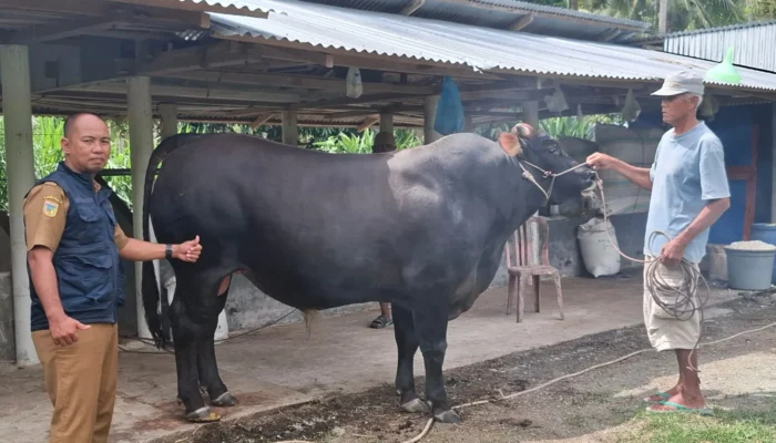 Touna Terima Bantuan Sapi Kurban 800 Kg dari Presiden Prabowo