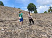 Sokong Ketahanan Pangan Nasional, Kapolres Touna Kerahkan Personel Dampingi Petani Jagung