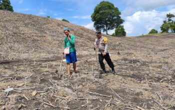 Sokong Ketahanan Pangan Nasional, Kapolres Touna Kerahkan Personel Dampingi Petani Jagung