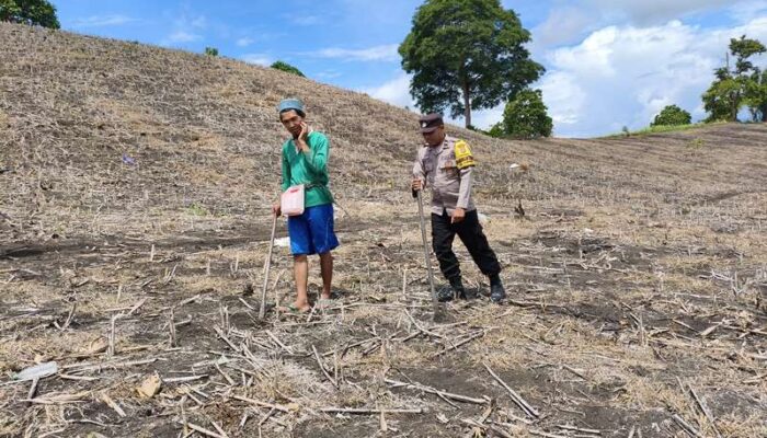 Sokong Ketahanan Pangan Nasional, Kapolres Touna Kerahkan Personel Dampingi Petani Jagung