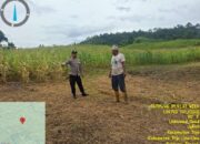 Polsek Tojo Kawal Ketahanan Pangan, Pantau Langsung Lahan Jagung di Desa Uekuli
