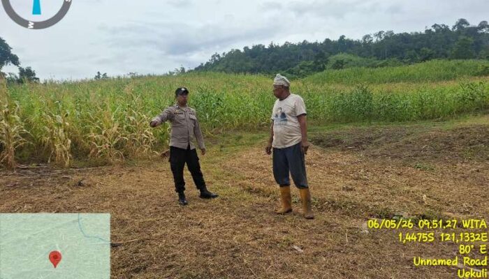 Polsek Tojo Kawal Ketahanan Pangan, Pantau Langsung Lahan Jagung di Desa Uekuli