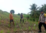 Wujudkan Ketahanan Pangan Nasional, Polsek Ulubongka Kawal Produktivitas Lahan Jagung