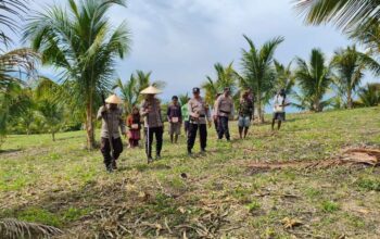 Polsek Jajaran Polres Touna Turun Langsung ke Lahan Jagung Milik Warga