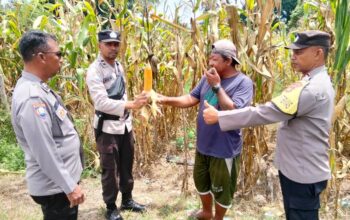 Polres Touna Intensifkan Pengecekan Lahan Jagung di Berbagai Wilayah