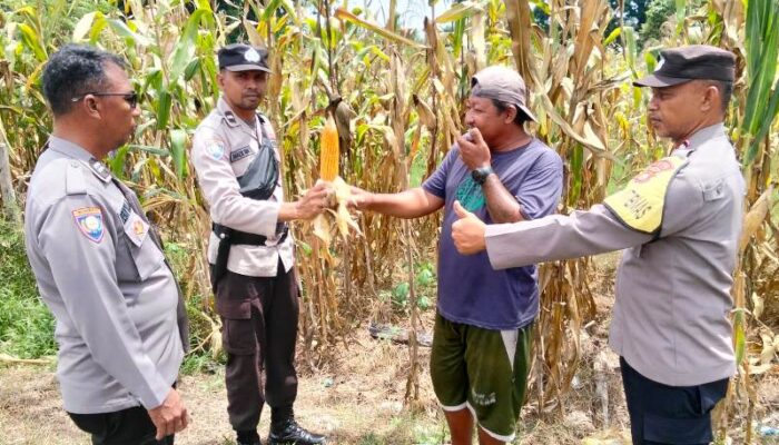 Polres Touna Intensifkan Pengecekan Lahan Jagung di Berbagai Wilayah