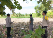 Dukung Ketahanan Pangan, Polres Touna Terjun Langsung Cek dan Dampingi Petani Jagung