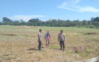 Dukung Swasembada Pangan, Polsek Ampana Kota Tinjau Lahan Jagung Milik Warga