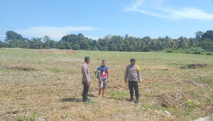 Dukung Swasembada Pangan, Polsek Ampana Kota Tinjau Lahan Jagung Milik Warga