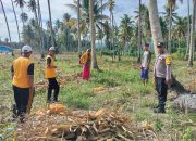 Kapolsek Ampana Kota Pantau Panen Jagung Warga Sansarino