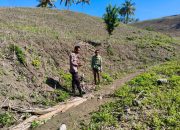 Dukung Ketahanan Pangan, Polsek Ulubongka Cek Lahan Jagung Warga