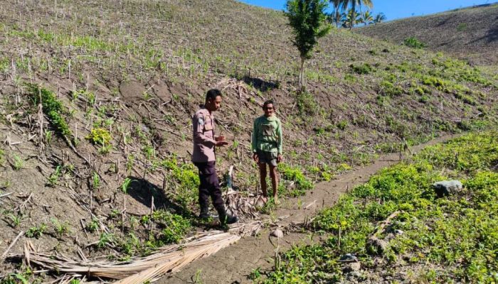 Dukung Ketahanan Pangan, Polsek Ulubongka Cek Lahan Jagung Warga