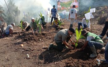 Gerakan Tanam Serentak Komoditas Perkebunan Digelar di Touna, Perkuat Sektor Perkebunan dari Hulu hingga Hilir