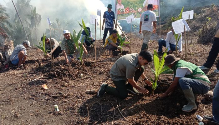 Gerakan Tanam Serentak Komoditas Perkebunan Digelar di Touna, Perkuat Sektor Perkebunan dari Hulu hingga Hilir