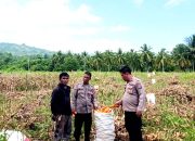 Kapolsek Ampana Kota Tinjau Panen Jagung di Padang Tumbuo