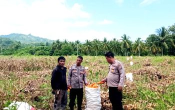 Kapolsek Ampana Kota Tinjau Panen Jagung di Padang Tumbuo