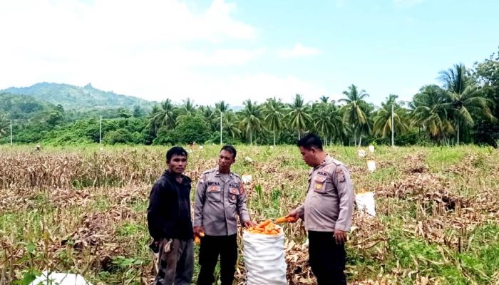 Kapolsek Ampana Kota Tinjau Panen Jagung di Padang Tumbuo