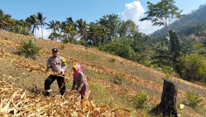 Polsek Ulubongka Cek Tanaman Jagung di Desa Bonevoto, Dukung Ketahanan Pangan