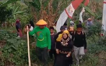 Jelang Festival Budaya Bakulupi 2026, Wabup Surya Turun Langsung Ambil Daun Yeki