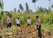 Implementasi “Polisi Peduli Pangan”, Kabag SDM Polres Touna Dorong Pemanfaatan Lahan Tidur Jadi Produktif