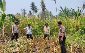 Implementasi “Polisi Peduli Pangan”, Kabag SDM Polres Touna Dorong Pemanfaatan Lahan Tidur Jadi Produktif