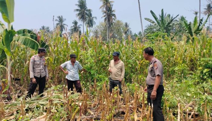 Implementasi “Polisi Peduli Pangan”, Kabag SDM Polres Touna Dorong Pemanfaatan Lahan Tidur Jadi Produktif